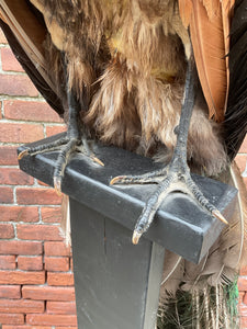 Taxidermy Peacock on Stand