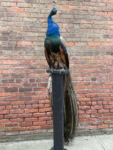 Load image into Gallery viewer, Taxidermy Peacock on Stand
