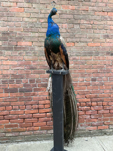 Taxidermy Peacock on Stand