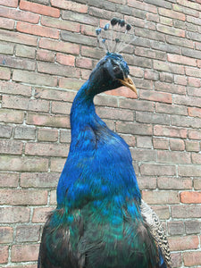 Taxidermy Peacock on Stand