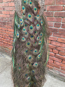 Taxidermy Peacock on Stand