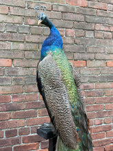 Load image into Gallery viewer, Taxidermy Peacock on Stand
