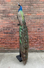 Load image into Gallery viewer, Taxidermy Peacock on Stand
